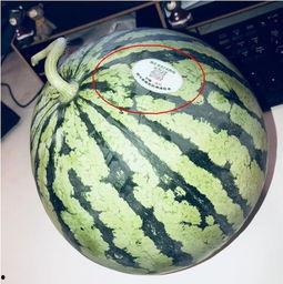 400w网红吃瓜,400万网红揭秘娱乐圈吃瓜大事件 第1张 400w网红吃瓜,400万网红揭秘娱乐圈吃瓜大事件 第1张